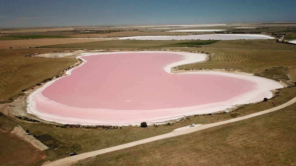 Yorketown pink lake