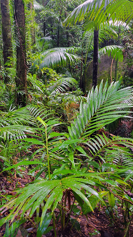 Finch Hatton Gorge near Finch Hatton Showgrounds